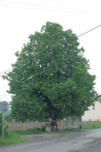 powodz-2010-maj-387